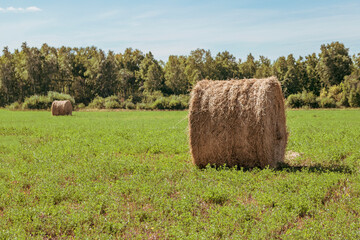 Hay in round bales lies on the field. Haystack. Rural life. Hay close-up against the background of green mown fields and the blue sky.