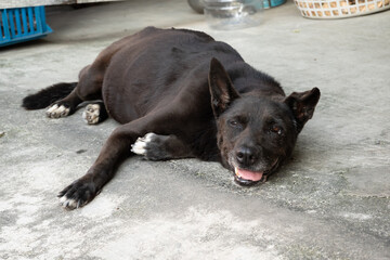 Taiwanese black dog