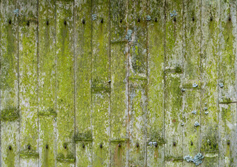 Old bamboo background. Wall or fence made of old bamboo. Texture and texture of old wood with moss and mold