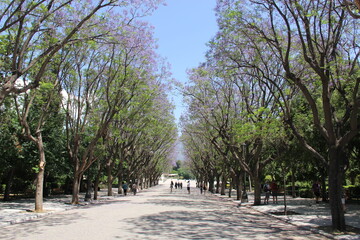 trees in the park