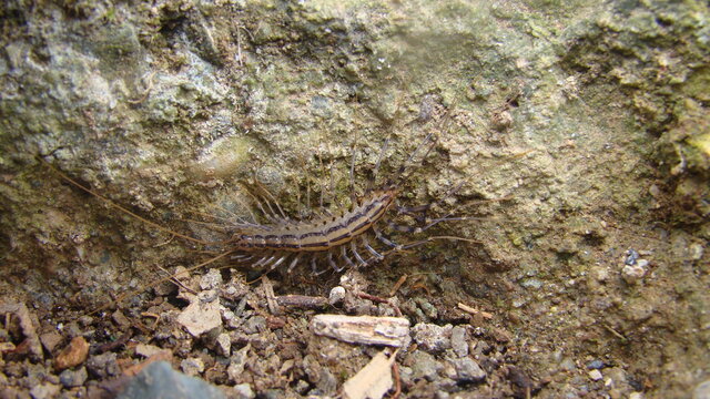 scutigera coleoptrata
flycatcher.
centipede flycatcher insect predator.
close up of scutigera coleoptrata
closeup millipedes 
insects, insect, bugs, bug, animals, animal, wildlife, wild nature, woods