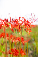 彼岸花　曼珠沙華