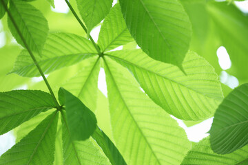 Fototapeta na wymiar トチノキの新緑の葉