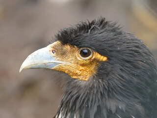 Streifenkarakara  (Phalcoboenus carunculatus), Ecuador.  Dieser Greifvogel lebt in den südamerikanischen Anden von Kolumbien und Ecuador.