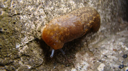 slug crawling on wetlands stump Tentacle of shell-less terrestrial gastropod mollusc slug. a tough-skinned terrestrial mollusk that typically lacks a shell and secretes a film of mucus for protection	