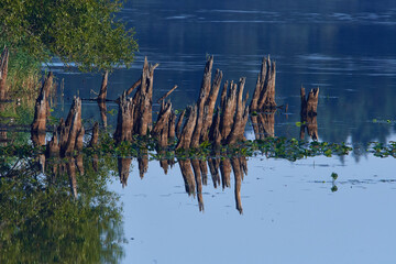 Abgestorbene Bäume in einem See