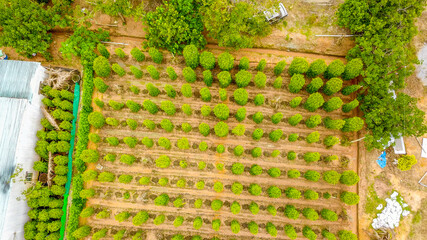 Drone view of pepper garden in Phu Quoc island, Vietnam