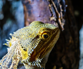 Close up of a tropical gecko lizard resting in the sun.