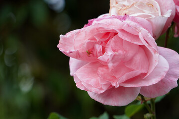 Spider makes an old pink rose its home