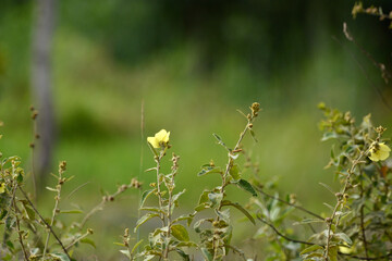 beautiful yellow flower on field.