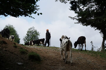 A shepherd with a stick leads a herd of cows into the forest