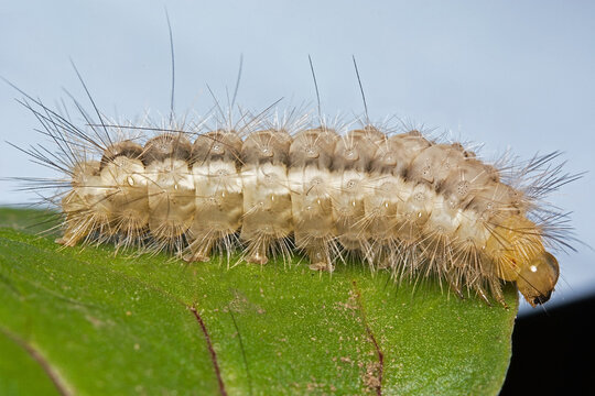 A caterpillar of the Buff Ermine moth (Spilosoma luteum)