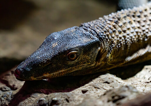 Black roughneck monitor lizard resting on warm rocks.