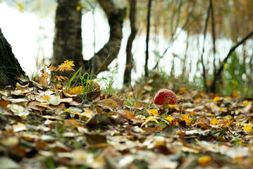 poisonous mushroom fly agaric grows in the autumn forest against the background of foliage