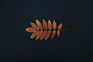 one autumn branch with leaves isolated on black background