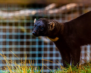 South American Tayra weasel in a cage ready to be sold on.