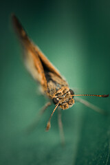 Moth Closeup