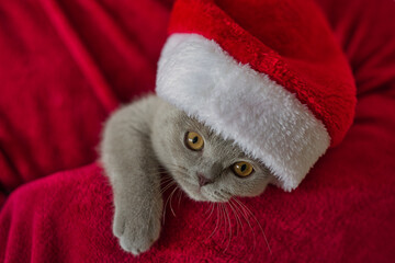 Obraz na płótnie Canvas Cute grey kitten in Santa hat.