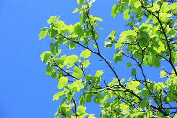青空と新緑の葉