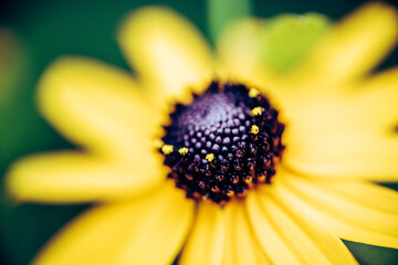 Obraz premium Yellow Wild Flower