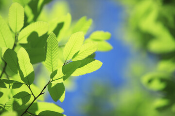 Fototapeta na wymiar 青空と新緑の葉