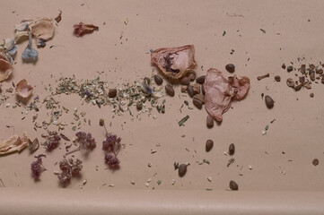 dried flower petals on a pastel background