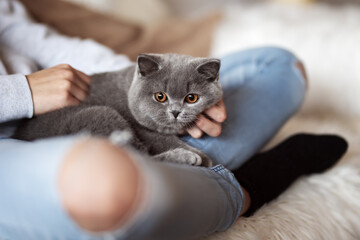 Süßer BKH Kater in blue beim Kuscheln 