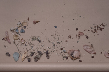 dried flower petals on a pastel background