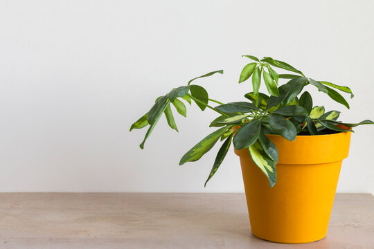 home plant in a yellow pot on a light background. home garden. scheffler