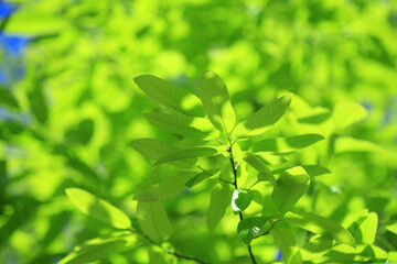 新緑の葉