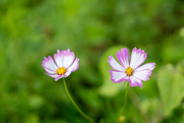 コスモス　秋桜