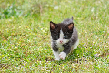 Curious kitten playing outdoors on the grass © Nerea