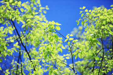 Obraz na płótnie Canvas 青空と新緑の葉