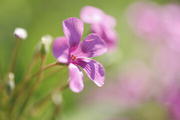 カタバミの花