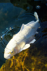 Ornamental carp, carp stuck his head out of the water and opened his mouth. Pond with ornamental...