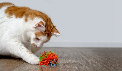 Naklejka premium Funny tabby cat playing with a sports ball. Panoramic image with copy space.