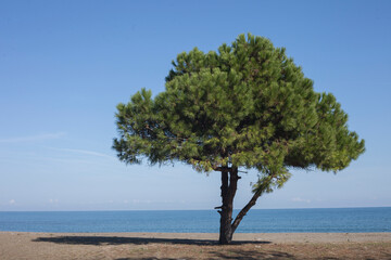 Fototapeta na wymiar pine tree on the beach