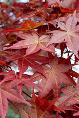 colourful autumn foliage of acer tree, also known as Japanese Maple