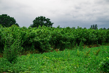 Obraz premium Rows of black currant bushes with green berries on the branches.