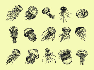 Jellyfishes set. Hand drawn vector illustration. Isolated objects. 