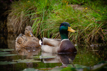 PATOS