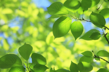 木漏れ日と新緑の葉