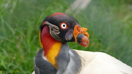 Königsgeier (Sarcoramphus papa), Ecuador. - Dieser Geier ist in Mittel- und Südamerika weit verbreitet.