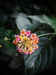 Pink yellow flower with dark background