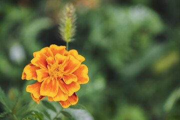 Close up image of beautiful flower Marigold .Focus on flower.
