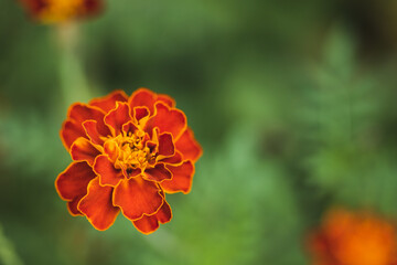 Close up image of beautiful flower Marigold .Focus on flower.