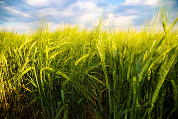 Obraz premium View of spikelets of green wheat in the field