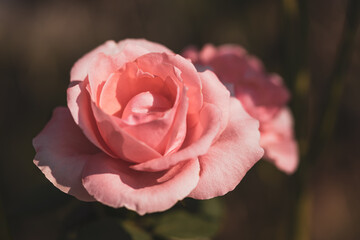 Close up image of beautiful Hybrid tea rose flower .