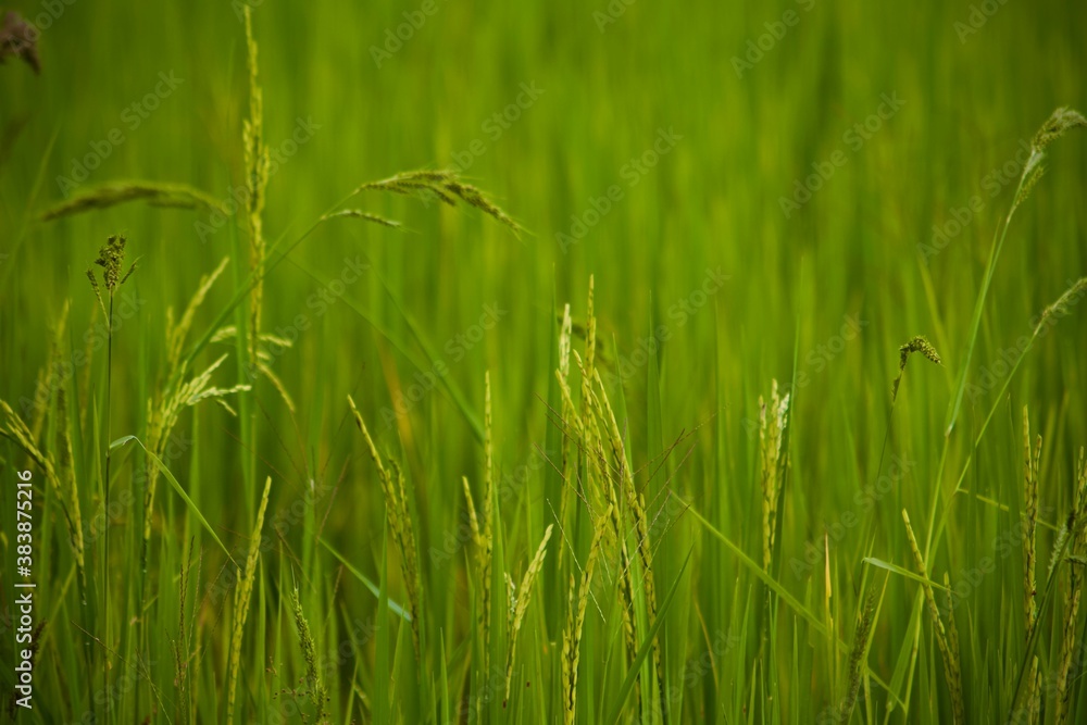 Wall mural green grass in the wind