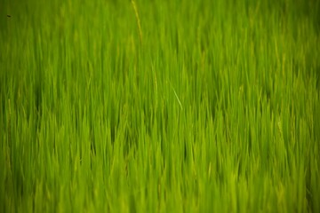 green grass background